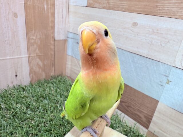 最新画像アリ‼️激カワコザ🩷明るさ全開パンパカパ〜ン🔆✨コザクラインコのタイガーオパーリン‼️