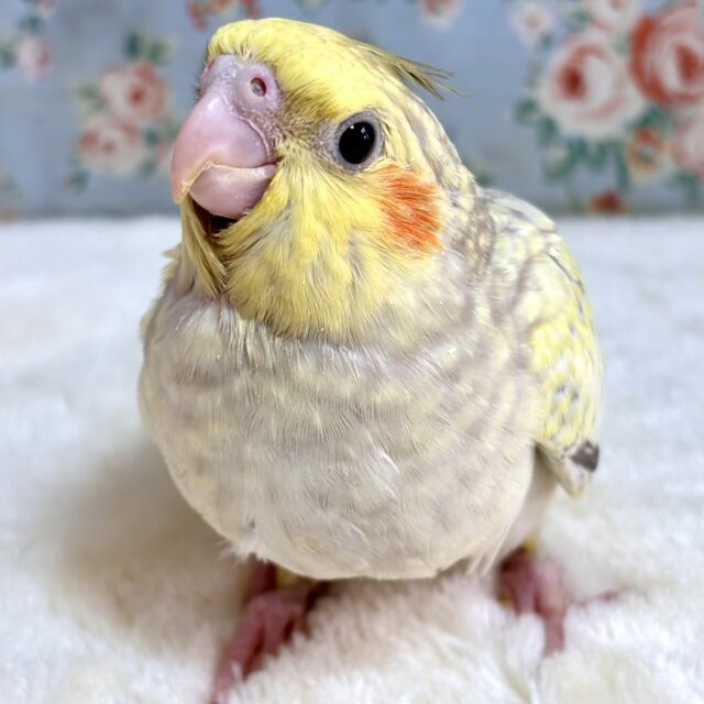 オカメインコ  シナモンパール  🍊🤎🌿‬