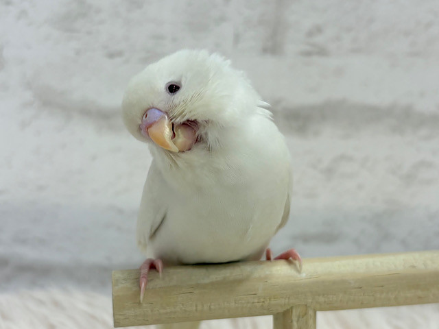 離れないんこ🐥1番の甘ったれ〜〜〜💗セキセイインコ(アルビノ)