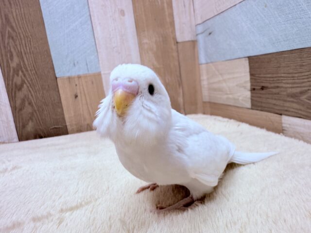 最新画像あります🌟わたわたキュートなまっしろ天使ちゃん👼セキセイインコのダブルファクター❣️