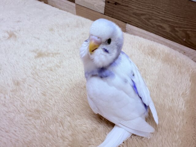 最新画像あります✨青空に雲が登ってゆく〜☁️セキセイインコのパイド❣️