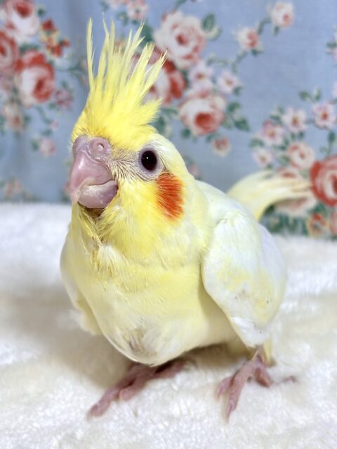 オカメインコ  ルチノーちゃん  (● ･θ･)