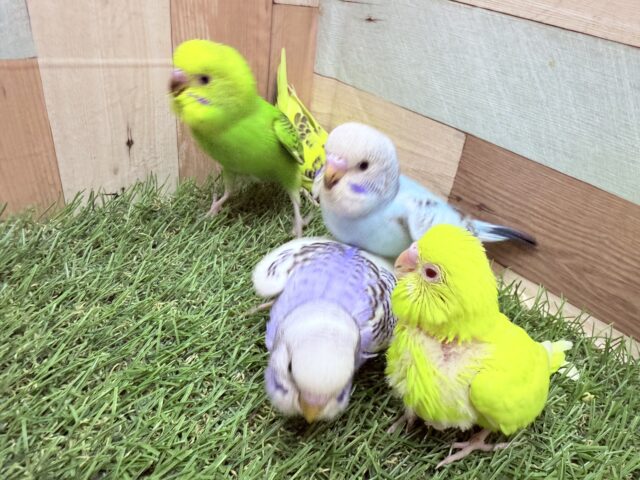 最新画像あります🌟期間限定‼️あつまれ〜♪春のセキセイひな祭り🌸