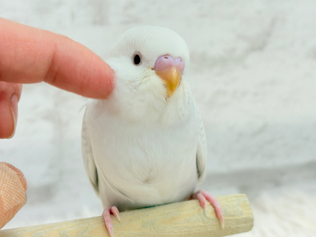 【動画更新🪄】みんなで一緒にひと休みしよ？☕️𓈒 𓂂𓏸セキセイインコ(ファロー) ヒナ
