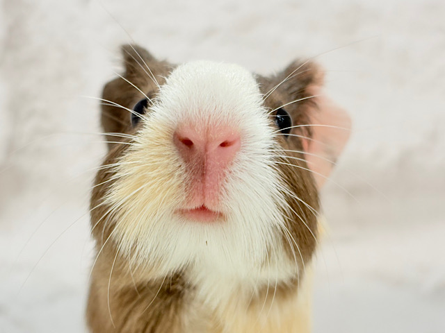 【動画更新🪄】やわらかミルクチョコレート🍫.*･ﾟイングリッシュモルモット(男の子)