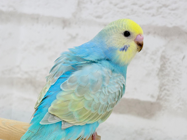 【最新画像更新🪄ひとり餌になりました！】オイラの仕事はたくさん食べて、たくさん寝ること🫧セキセイインコ(パステルレインボー) ヒナ