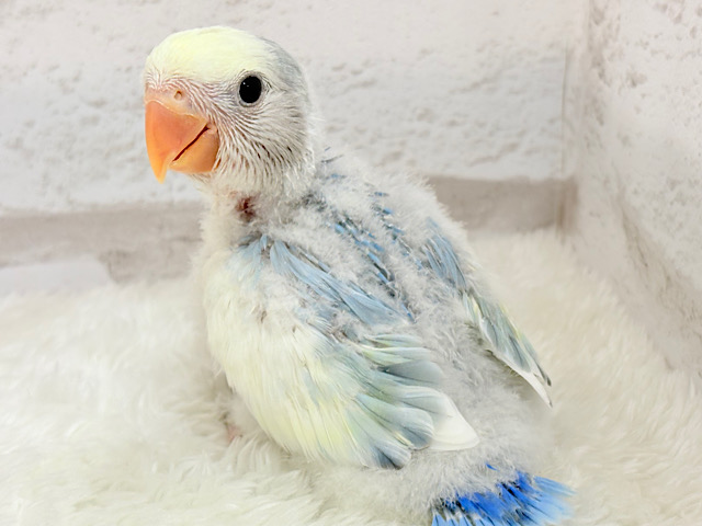 【最新画像更新🪄】わくわくな未来.*･ﾟわた毛の天使ちゃん🐣🫧コザクラインコ(ブルーチェリーパイド) ヒナ