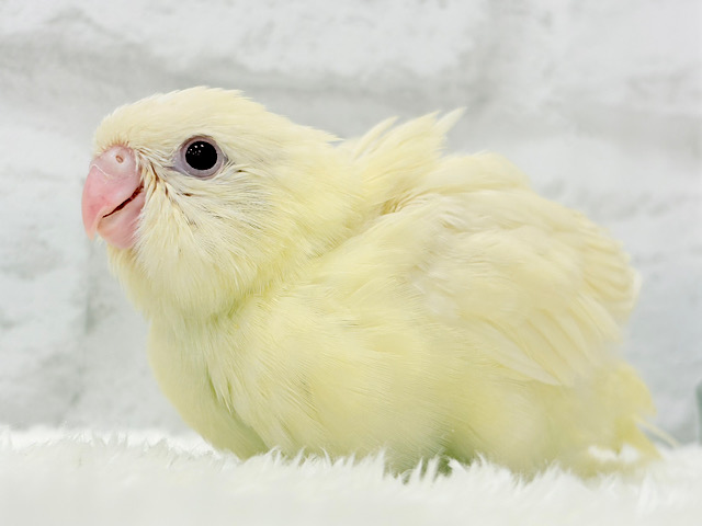 【最新画像更新🪄】癒される優しいカラーと性格🫧サザナミインコ(クリームイノ) ヒナ