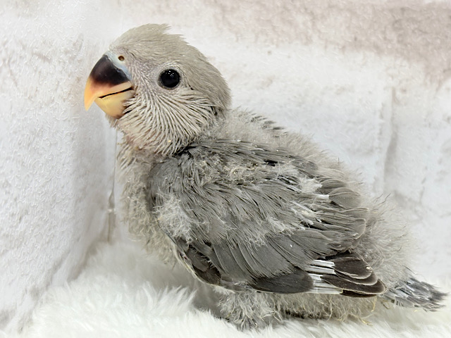 落ち着きカラーに目が止まる♬コザクラインコ(モーブ) ヒナ