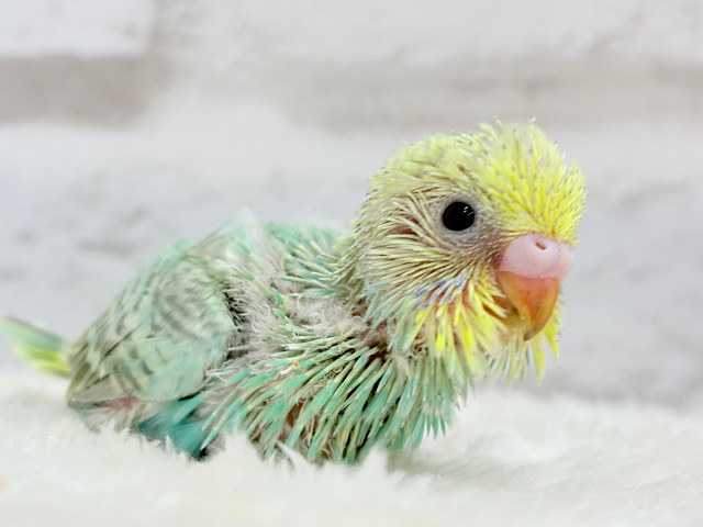 いつか大空を飛ぶことを夢見て…🧚🫧セキセイインコ(パステルカラーレインボー) ヒナ