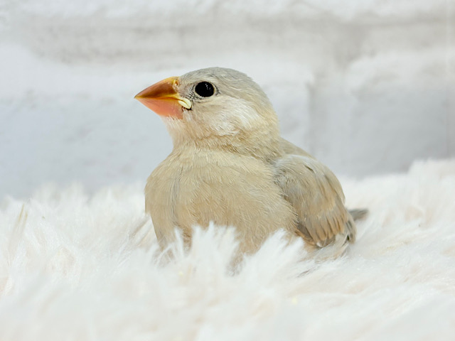 【最新画像更新🪄】大きくなったら、たくさん遊んでもらうんだっ！！色変わり文鳥 ヒナ