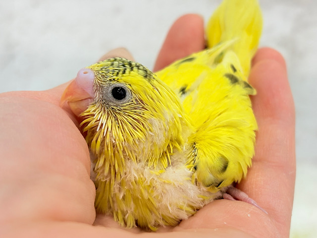 背中のポッチ、数えてみない？🖤 ̖́-セキセイインコ(ハルクイン) ヒナ