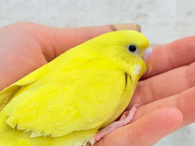 【動画更新🪄】おてての中が安心するんだっ◎セキセイインコ(ダブルファクター)