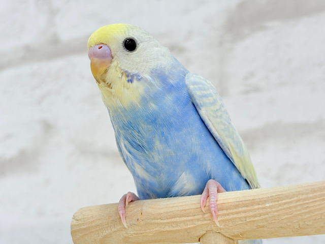 きゅるるんっ💖ビッグアイ♬.*･ﾟセキセイインコ(パステルレインボースパングル) ヒナ