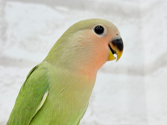 【最新画像更新🪄】これからどんどんおっきくなるんだっ！！コザクラインコ(ノーマル) ヒナ