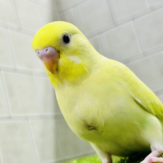 【最新画像更新☆☆】優しいレモンケーキ？？　セキセイインコ