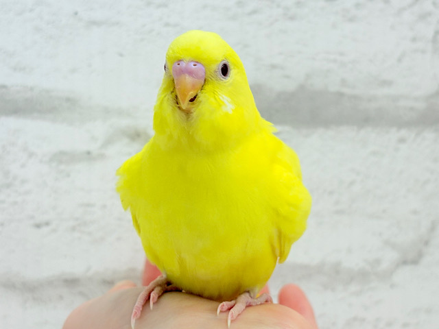 【最新画像更新🪄】ビビット来たら、それは運命〜.*･ﾟセキセイインコ(ルチノー) ヒナ