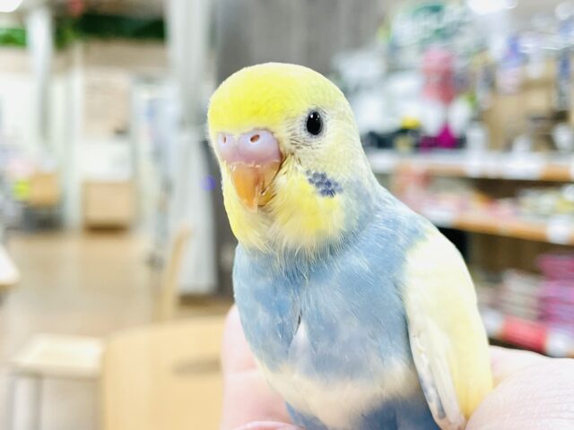 【最新画像更新】心が癒される️𓈒𓂂◌𓈒𓐍セキセイインコ(パステルレインボーパイド)ヒナ