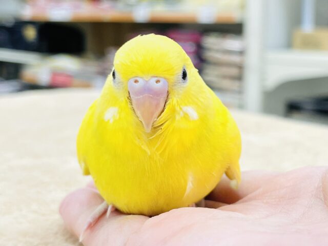 【最新画像更新】輝くカラーに一目惚れ💓セキセイインコ（ダブルファクター）ヒナ