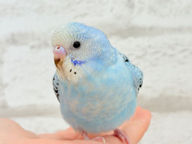 【動画更新🪄】きゅるるんっ♡ベビーフェイス♬*°セキセイインコ(オパーリン) ヒナ