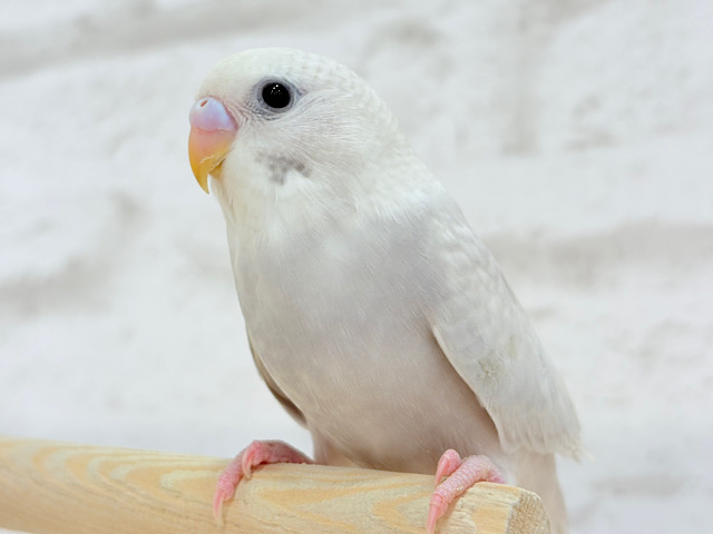 【最新画像・動画更新🪄もうすぐひとり餌‪☆】色んなことに興味津々‪☆わた毛怪獣の登場です⋆͛🐣⋆͛ セキセイインコ(ライラック) ヒナ