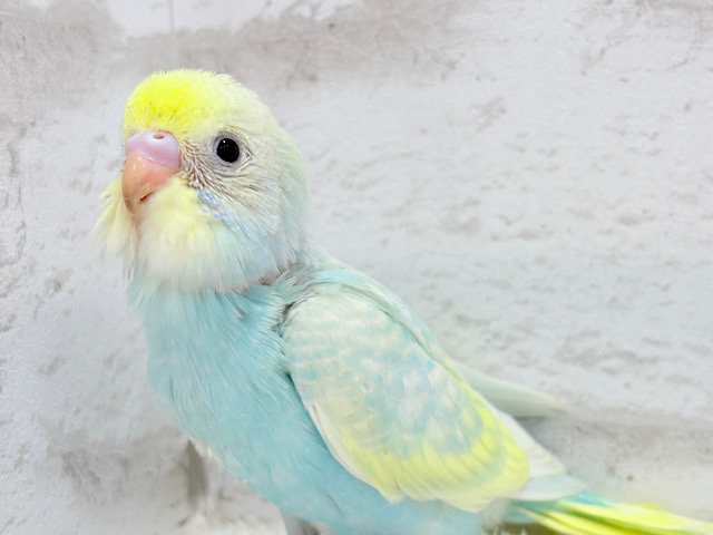 ふんわりカラー.*･ﾟプリティーフェイス♡セキセイインコ(パステルレインボースパングル) ヒナ
