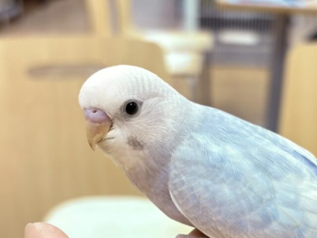 【最新画像更新】レアカラー✨️✨セキセイインコ(ライラック)ヒナ
