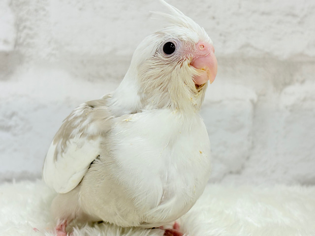 【最新画像更新🪄】どどどん！ちびっ子怪獣の登場だ〜〜〜！！オカメインコ(WFシナモンパイド) ヒナ