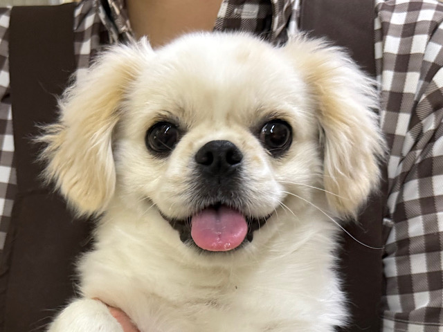 わんぱくな僕ハッピースマイル🩷人が大好きなペキチワmix犬の男のコです︎🌟