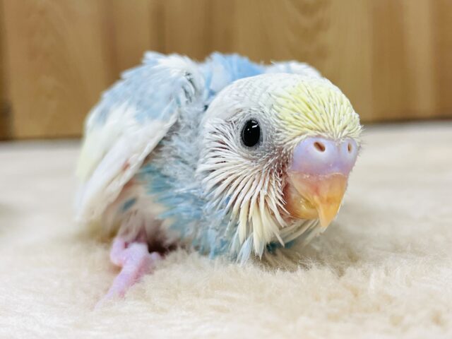 まん丸お目目💕セキセイインコ（パステルレインボーパイド）ヒナ