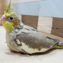 にっこりオカメスマイル〜😊✨ほわっと優しいシナモンカラー🤎