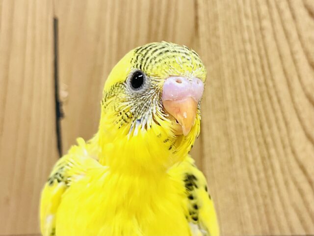 まつ毛模様で目力up✨セキセイインコ（ ハルクイン）