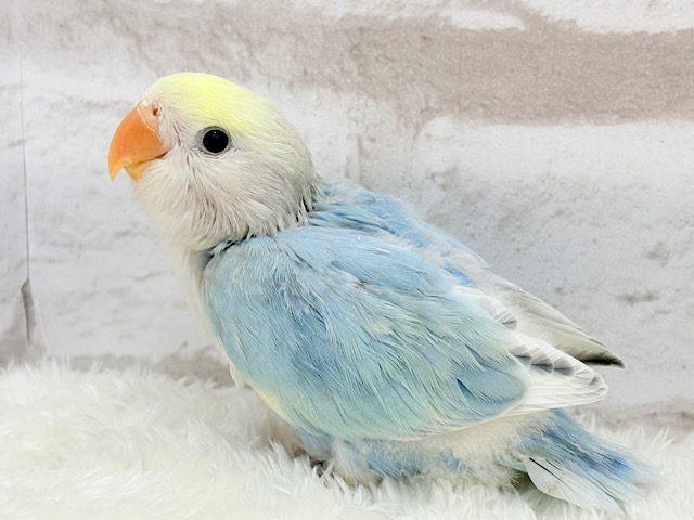 可愛さの秘密はたくさん甘やかしてもらうことっ🧚💖コザクラインコ(オパーリンブルーパイド) ヒナ
