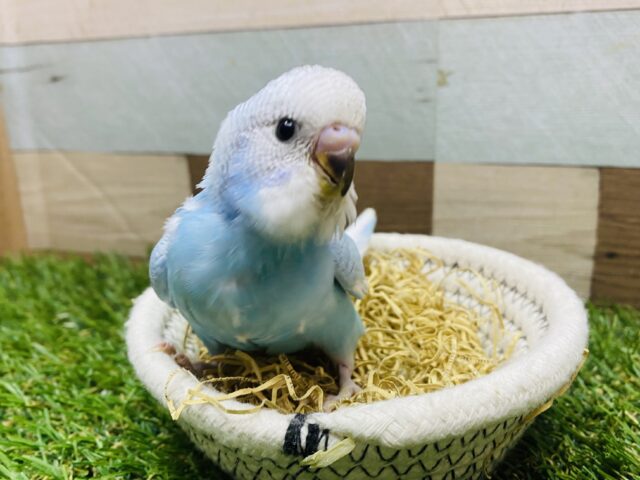 最新画像有ります🌟☁️青空がいっぱいに広がってます🩵セキセイインコのスパングル！