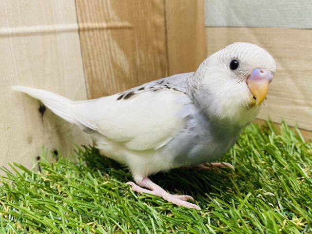最新画像有ります❗️明るいけれど深みも感じるぜ〜😎✨シックさがたまらないセキセイインコ🩶グレーパイド