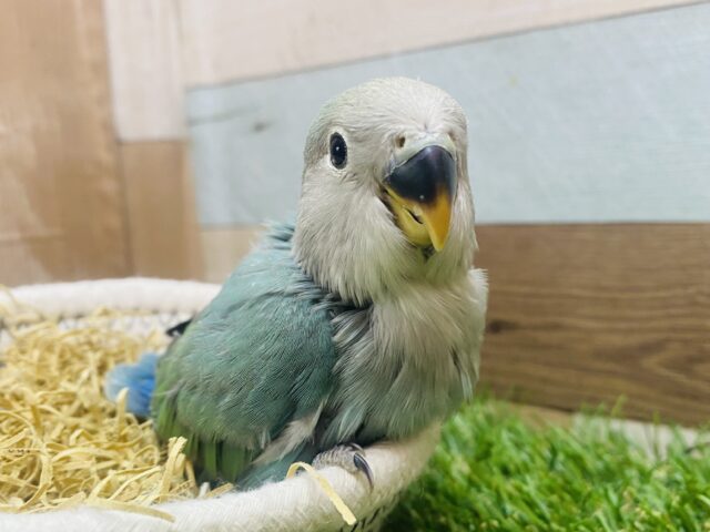 最新画像有ります❗️おっとりしちゃうよ〜☺️🩷ワタワタに包まれたヒナさん！コザクラインコのブルーチェリー