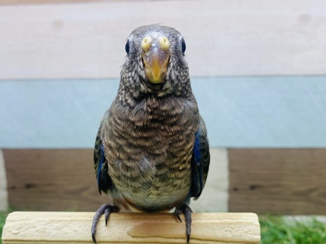 最新画像有ります🌟渋さの中に隠れたピンクとブルーが素敵すぎます💓パッチリおめめのアキクサインコノーマル❗️