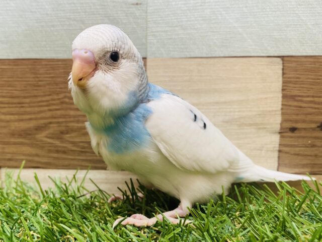 最新画像有ります❗️優しい色合いでキュートな子ですっ🫰💕セキセイインコのパイド‼️