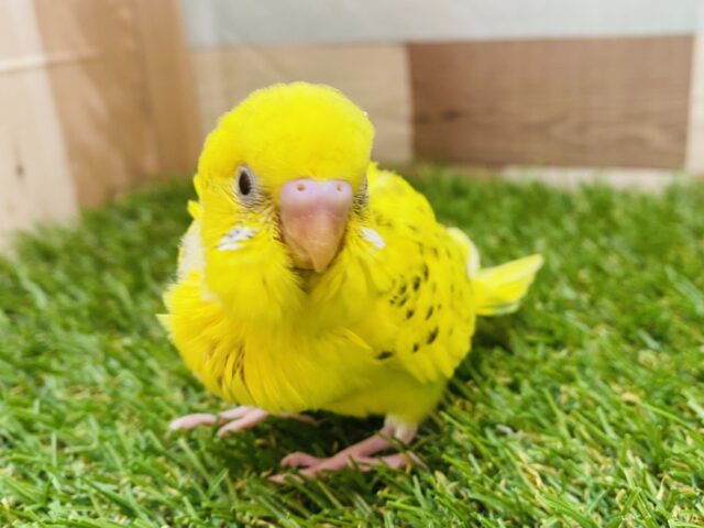 最新画像有ります🌟ピカッとルンが光りますっ♪セキセイインコのハルクイン❣️