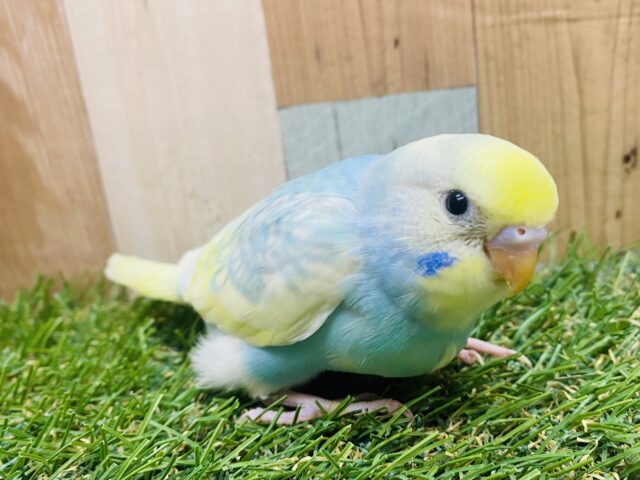 最新画像有ります✨大人気カラー‼️優しい性格に育ってくれるかな？？セキセイインコのパステルレインボーパイド❣️