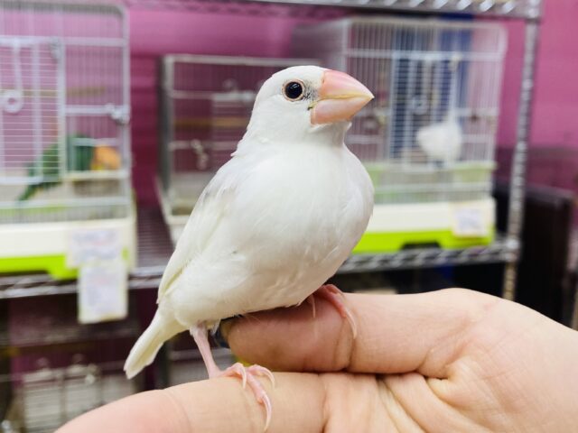 最新画像・動画あります❗️大きなお口でアピール上手な白文鳥ズ❤️やってきました〜❗️