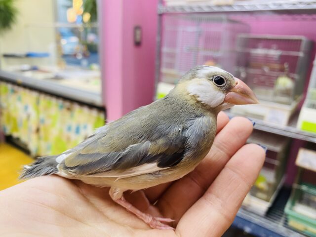 あと一羽‼️最新画像有ります⭐️どちらがお好みですか〜⁉️ムッとした表情が守ってあげたくなるような桜文鳥🌸