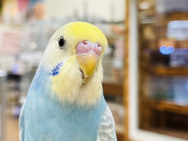 【最新画像】人が大好き🤍セキセイインコ(パステルレインボー)ヒナ🩵