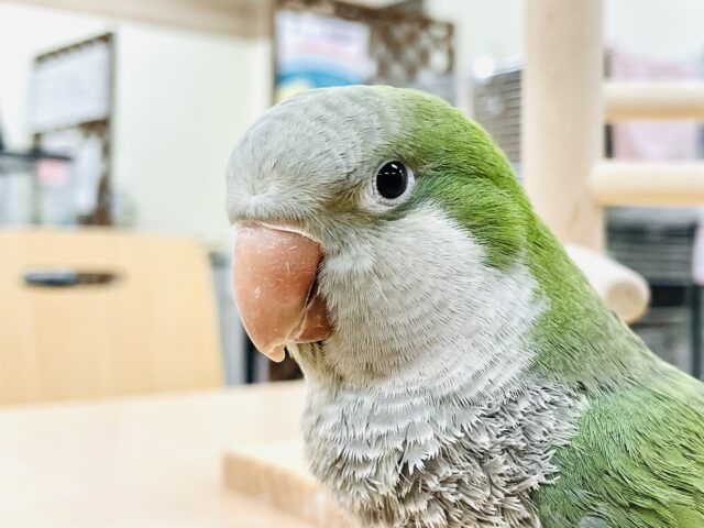 【最新画像】ツンデレちゃんの魅力♡オキナインコ（グリーン）
