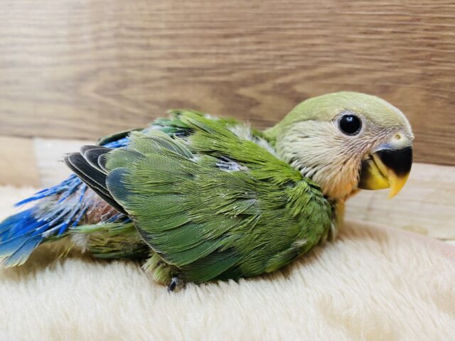 パッチリおめめでみんなを見つめちゃう💕コザクラインコノーマルカラー！