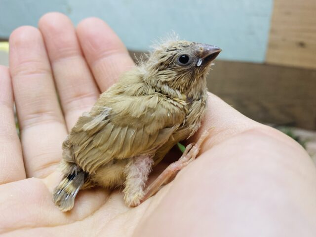 小さな巨人がやってきた⁉️ムッとした表情が愛らしい🥰キンカチョウのフォーン🧡