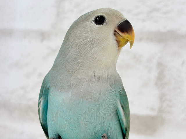 【最新画像更新🪄もうすぐ1人餌‪☆】アイドル級！？可愛すぎるお顔です💖コザクラインコ(ブルーチェリー) ヒナ