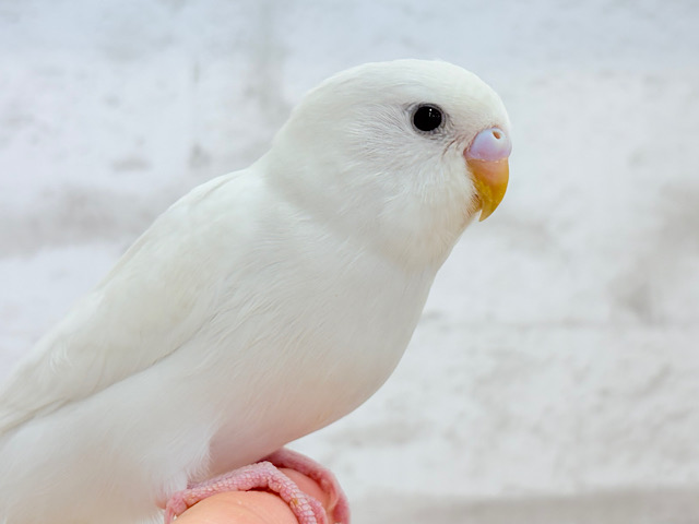 【最新画像・動画更新🪄】見かけによらず！？アクティブちゃん~♩♩セキセイインコ(ダブルファクター) ヒナ