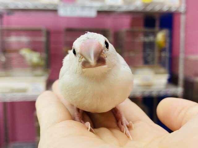 最新画像アリ⭐️ごはん下さ〜い‼️モリモリ食べるよ💪シルバー文鳥！