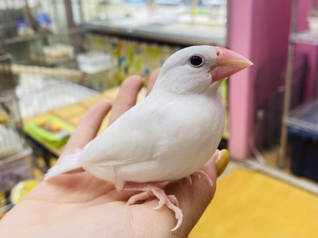 最新画像有ります‼️キリッとした表情がチャームポイント✨白文鳥のヒナがやって来ました❗️